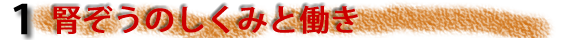 1腎臓のしくみ