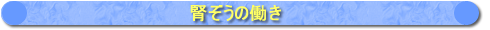 腎臓の働き